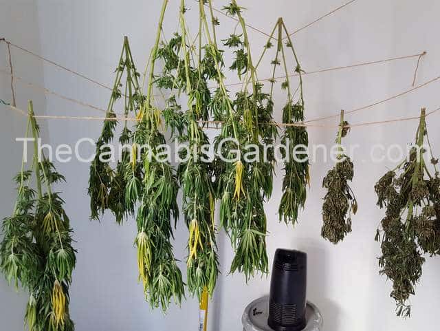 Marijuana hang-drying in a utility closet